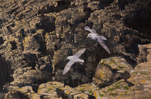 Flying Fulmars