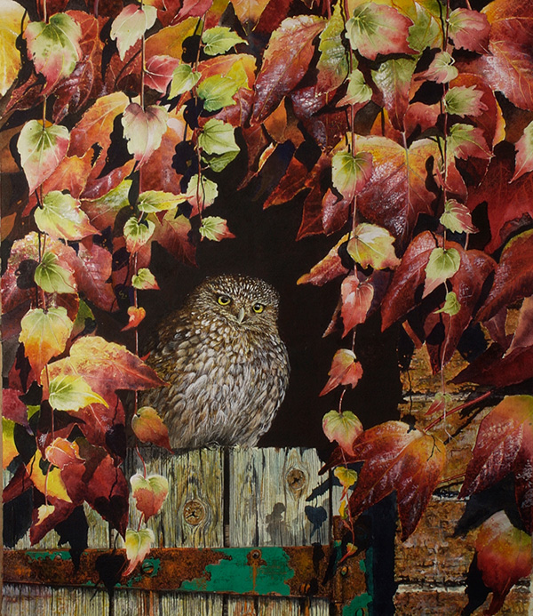 Little Owl Andrew Redden little-owl-andrew-redden