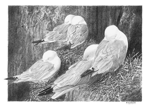 Sleeping Kittiwakes