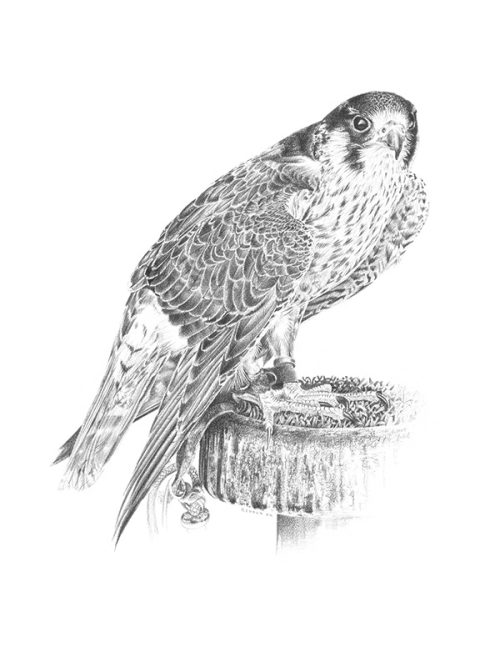 Peregrine