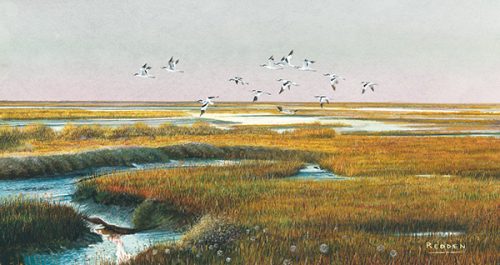 Avocets Over Blakeney Marsh