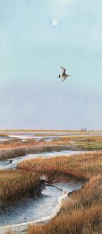 Godwit over Blakeney Marsh