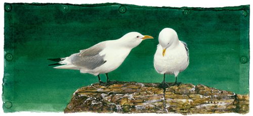 Kittiwakes on Cliff
