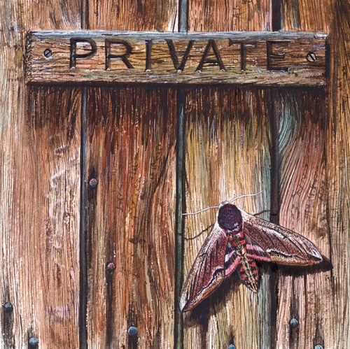 Privat Moth