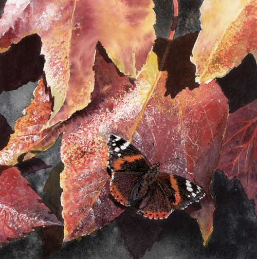 Red Admiral